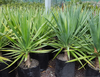 Dracaena Draco Image