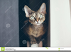 Devon Rex Clipart Image