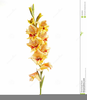 Yellow Gladiolas Clipart Image