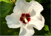 Roseofsharon Image