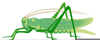 Animated Grasshopper Clipart Image