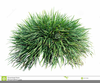 Long Grass Clipart Image