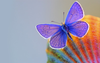 Butterfly Image