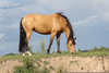 Buckskin Horses Image