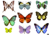 Free Clipart Butterfly Cocoon Image