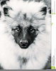 Keeshound Clipart Image