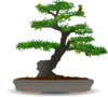 Bonsai Clip Art