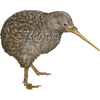 Cliparts Kiwi Image