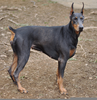 Blue Doberman Images Image