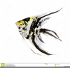 Angel Clipart Fish Image