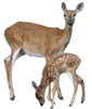 Deer Png Image