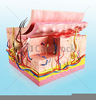 Human Anatomy Illustration Clipart Free Image