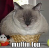 Muffin Top Cat Image