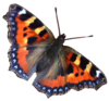 Butterfly Image