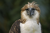 Philippine Eagle Klaus Nigge Image