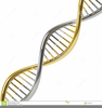 Dna Clipart Graphics Image