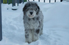 Blue Merle Goldendoodle Image