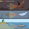 Ultrasonic Sound Image