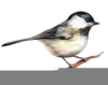 Chickadee Clipart Image