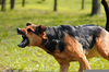 Attack Dog Breeds Image