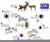 Lyme Disease Clipart Image