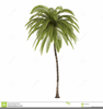 Palm Tree Clipart Image