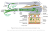 Nerve Pathways Chart Image