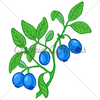 Huckleberry Clipart Image