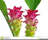 Flowering Plants Clipart Image