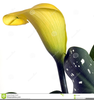 Clipart Gold Lily Image