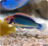 Clown Head Wrasse Image