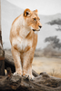 Lioness Profile X N Image