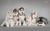 Huskies Puppies Wallpaper Image