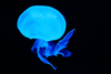 Blue Jellyfish Q Rh Image