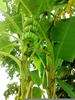 Banana Tree Wallpaper Image