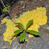 Slime Molds Protists Image