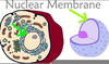 Nuclear Membrane Pictures Image