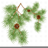 Pine Cones Clipart Image