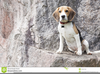 Beagle Howling Clipart Image