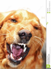 Free Clipart Golden Retriever Image