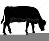 Beef Steer Clipart Image