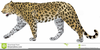 Cat Clipart Free Wild Image