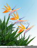 Tropical Bird Clipart Image