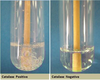 Catalase Test Tube Image