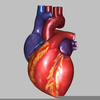 The Human Heart Clipart Image