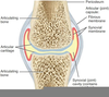 Joint Capsule Diagram Image