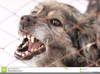 Angry Dogs Barking Image