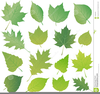 Leaf Outline Png Image