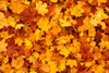 Maple Leaves Background Image