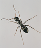 Ant Image